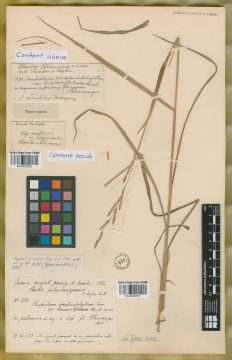 Ejemplar Paspalum malacophyllum Trin. var. linearifolium Hack.