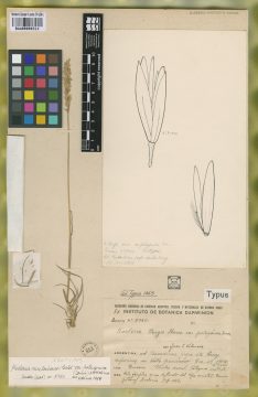 Ejemplar Koeleria bergii Hieron. var. patagonica Domin