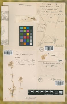 Ejemplar Triodia avenacea Kunth