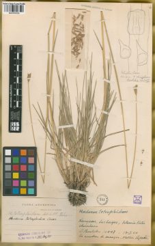 Ejemplar Hordeum tetraploideum Covas