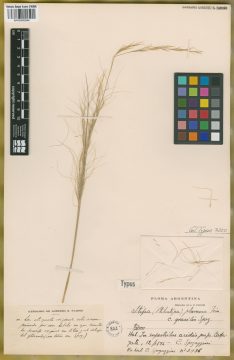 Ejemplar Stipa plumosa Trin. var. gracilis Speg.