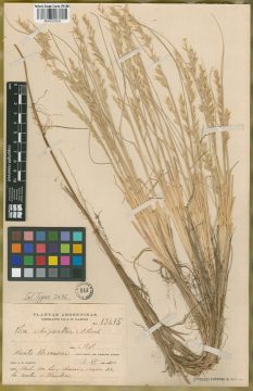 Ejemplar Poa schizantha Parodi