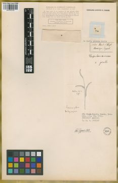 Ejemplar Paspalum convexum Humb. & Bonpl. ex Flüggé