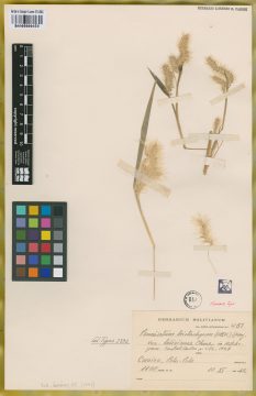 Ejemplar Paspalum tristachyum (Steud) Spreg. var. boliviense Chase