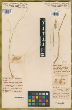 Ejemplar Elymus erianthus Phil. var. aristatus  Hicken