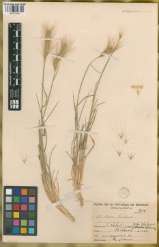 Ejemplar Hordeum comosum J. Presl var. bifidum Parodi ex Nicora