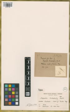Ejemplar Eragrostis trichophylla Benth.
