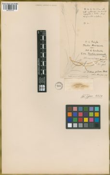 Ejemplar Triodia acuminata Benth. ex Vasey