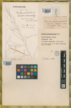 Ejemplar Paspalum malacophyllum Trin.