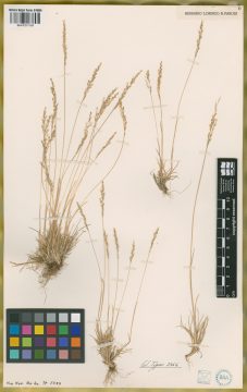 Ejemplar Poa atropidiformis Hack.
