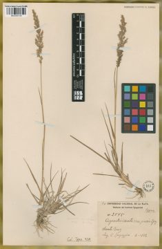 Ejemplar Agrostis santacruzencis Speg.