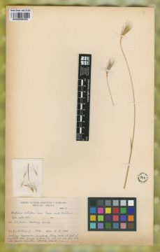 Ejemplar Hordeum californicum Covas & Stebbins