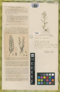 Ejemplar Eragrostis neesii Trin. var. expansiflora Nicora