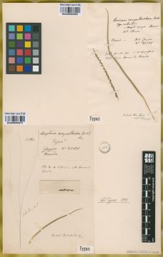 Ejemplar Panicum corynothricum Hack.