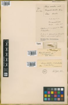 Ejemplar Eragrostis uniolae Nees