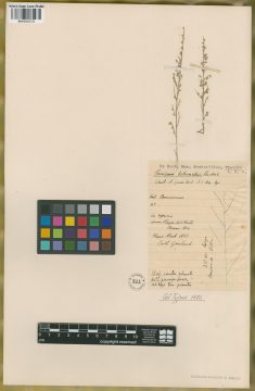 Ejemplar Panicum schenckii Hack.