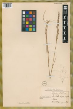 Ejemplar Agrostis vidalii Phil.