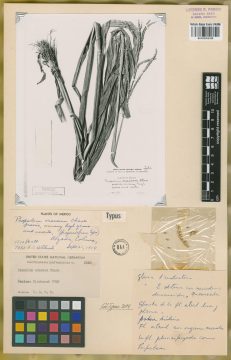 Ejemplar Paspalum crassum Chase