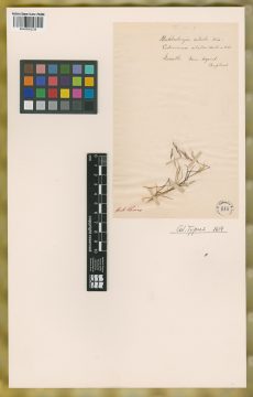 Ejemplar Podosemum ciliatum Kunth
