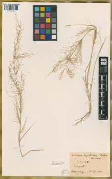 Ejemplar Eragrostis longipila Hack.