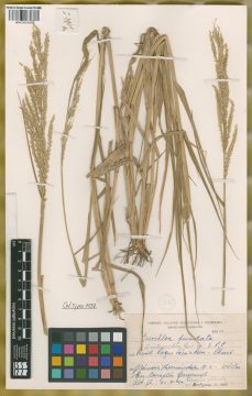 Ejemplar Eriochloa punctata (L.) Desv. ex Ham. fo. intermedia Parodi