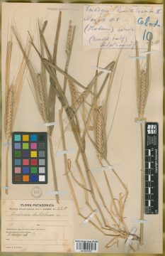 Ejemplar Hordeum vulgare L.