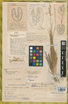 Ejemplar Festuca neuquenensis St.-Yves var. parodiana St.-Yves