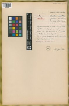 Ejemplar Oryzopsis seleri Pilg.
