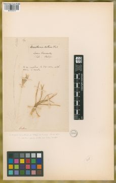 Ejemplar Danthonia collina Phil.