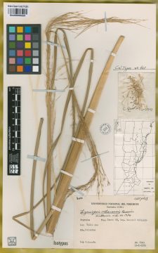 Ejemplar Zizaniopsis villanensis Quarin