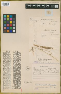 Ejemplar Urachne pubiflora Trin. & Rupr.
