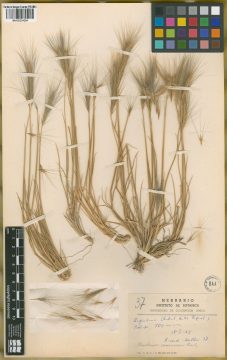 Ejemplar Hordeum comosum J. Presl