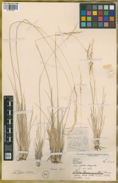 Ejemplar Stipa rosengurttii Chase