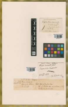 Ejemplar Atropis carinata Griseb.