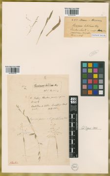 Ejemplar Panicum helobium Mez ex Henrard