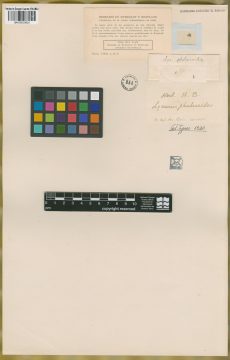 Ejemplar Lycurus phalaroides Kunth