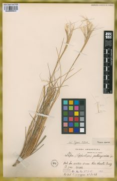 Ejemplar Stipa patagonica Speg.