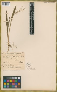 Ejemplar Paspalum obtusifolium Raddi