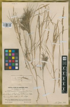 Ejemplar Nassella johnstonii Parodi