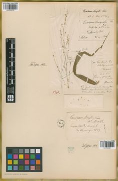 Ejemplar Panicum phragmites Nees
