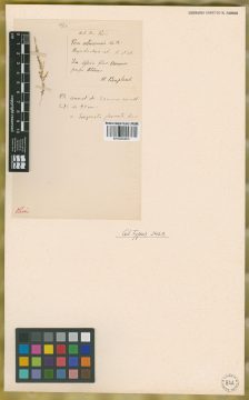 Ejemplar Poa aturensis Kunth