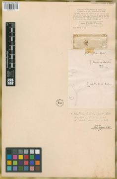 Ejemplar Bromus lividus Kunth