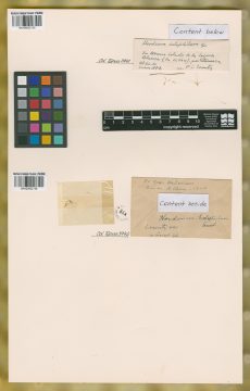 Ejemplar Hordeum halophilum Griseb.