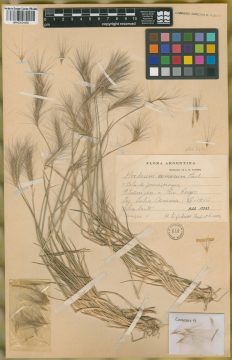 Ejemplar Hordeum comosum J. Presl var. bifidum Parodi ex Nicora