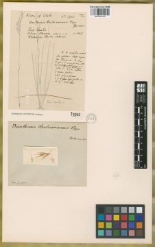 Ejemplar Danthonia werdermannii Pilg.