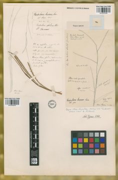 Ejemplar Paspalum laxum Lam.