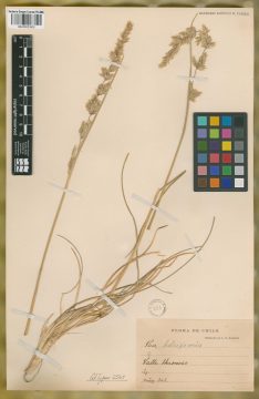 Ejemplar Poa holciformis J. Presl
