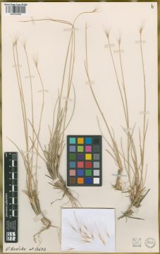 Ejemplar Hordeum comosum J. Presl var. bifidum Parodi ex Nicora