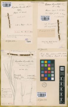 Ejemplar Paspalum regnelli Mez