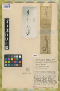 Ejemplar Aira atropurpurea Wahlenb.